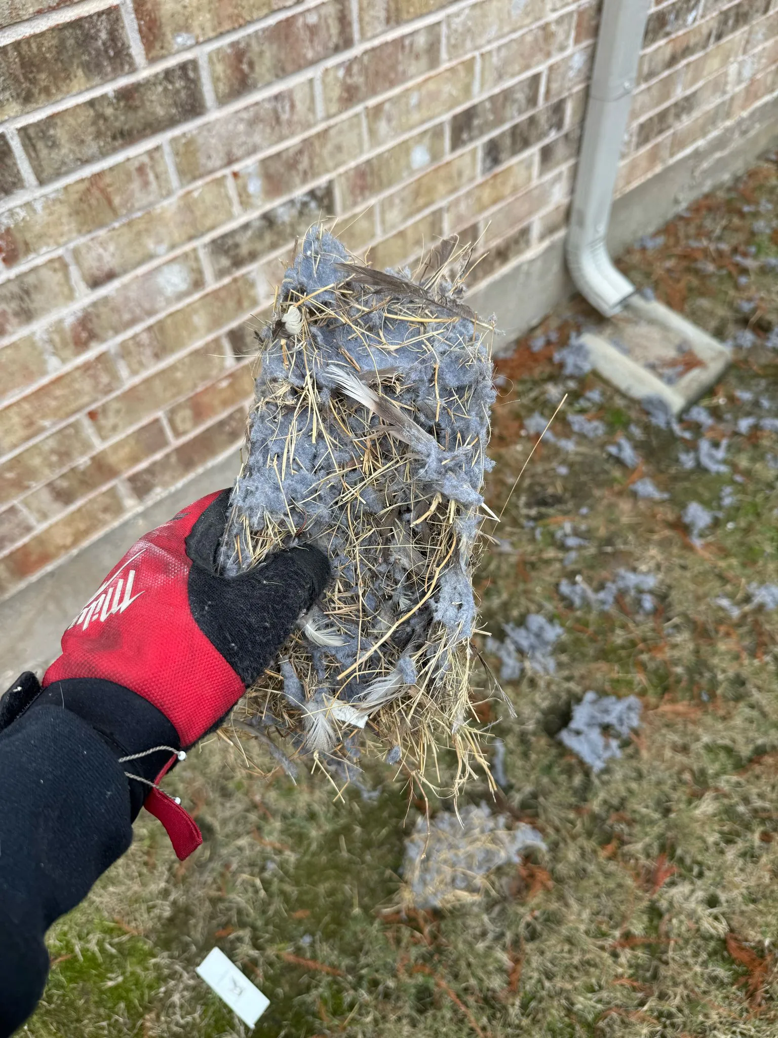 Nest and lint removed from a dryer vent on a Prime Dryer Vent Experts job near Arlington, TX